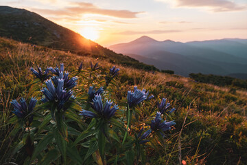 Beautiful wildflowers high in the mountains.