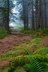 Foggy footpath in the rainy forest.