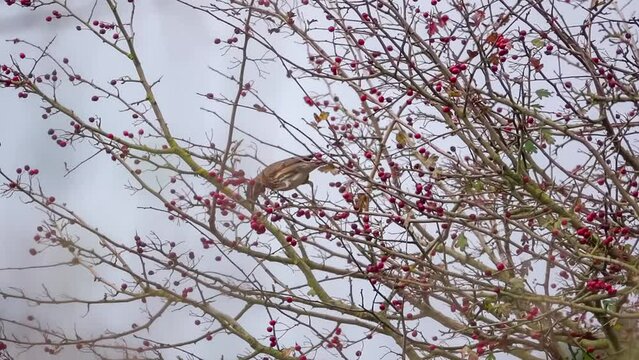 a redwing (Turdus iliacus) eating red winter berry fruit 