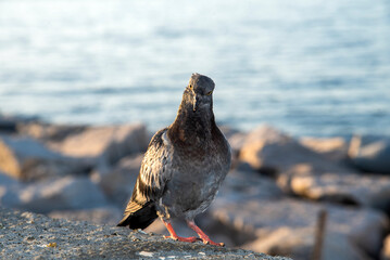 portrait of a pigeon on the sea