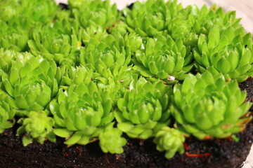 ROJNICZEK POSPOLITY, ROJOWNIK, samoroda, kwiat jasnoż&oacute;łty, rojnik