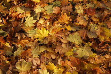 Yellow maple leaves on ground, autumn atmosphere background concept