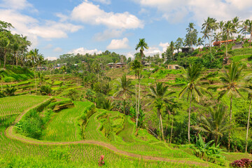 Fototapeta na wymiar TEGALALANG, UBUD, BALI, INDONESIA: The landscape of the ricefields. Rice terraces famous place Tegallalang near Ubud. The island Bali in indonesia in southeastasia.