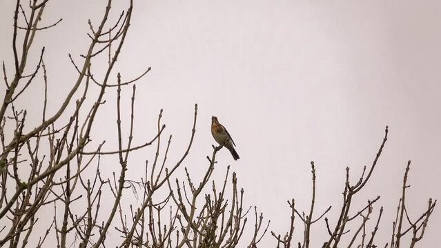 a redwing (Turdus iliacus) eating red winter berry fruit 
