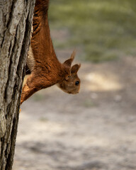 Squirrel in a three