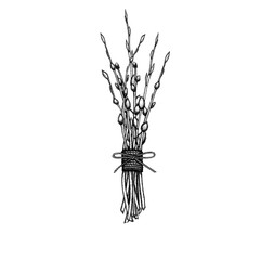 Bouquet of Pussy Willow. Hand drawn etching illustration, isolated on white background. Spring bouquet. Easter decorations.  © StasySin