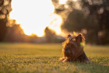 Yorkshire terrier dog in grass on the sunset
