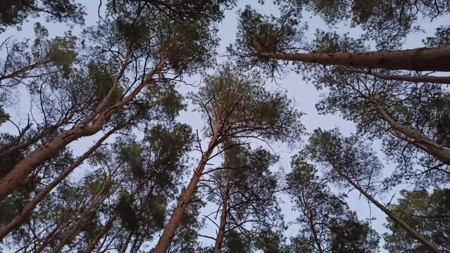 Crowns of pines sway in the wind. tops of trees stagger in wind. Branches of pine in forest. Dense pine forest. Coniferous trees