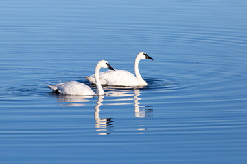 Selective focus side view of couple of adult Eastern whistling swans swimming on pond while feeding during their migration down south, Cacouna, Quebec, Canada