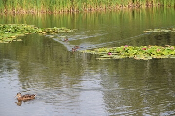 Flight of wild ducks swimming on river with blossoming pink water lily