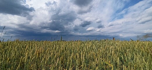 Summer landscape with rural field and stormy clouds.Field with growing spikelets