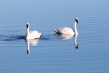 Selective focus view of couple of adult Eastern whistling swans feeding in pond during their...