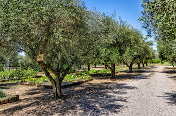 Olympia, Greece - July 19, 2022: Olive groves, vineyards and vegetable gardens in Olympia, Greece
