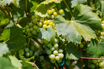 Olympia, Greece - July 19, 2022: Olive groves, vineyards and vegetable gardens in Olympia, Greece
