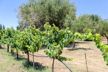 Fototapeta na wymiar Olympia, Greece - July 19, 2022: Olive groves, vineyards and vegetable gardens in Olympia, Greece 