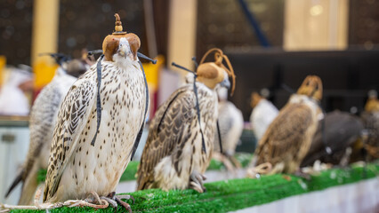falcons at falcon festival in qatar