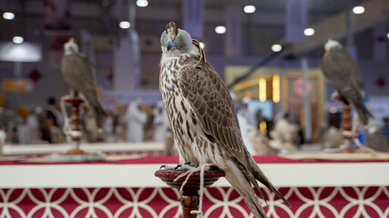 falcons at falcon festival in qatar