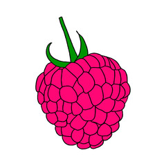 Single raspberry berry in color.Illustration in the Doodle style . Close-up drawing.Sweet dessert, summer berries.