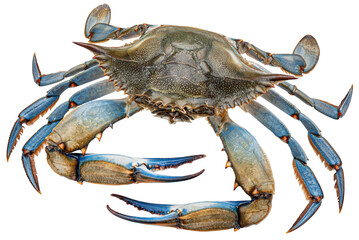 Blue crab isolated - obrazy, fototapety, plakaty