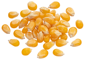 Heap of raw corn grains isolated