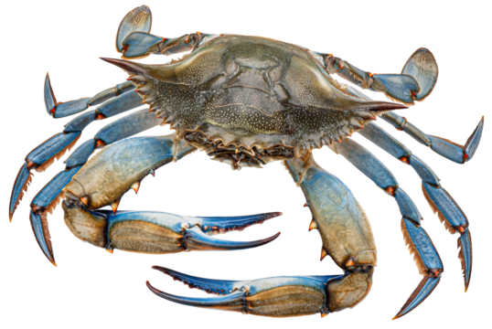 Blue crab isolated