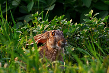 Jack Rabbit close up