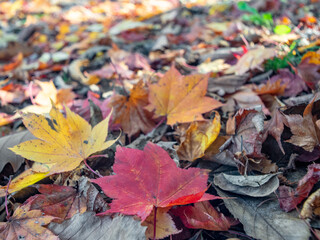 秋の円山公園（北海道札幌市）