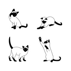 Thai cat vector set, cats in different poses