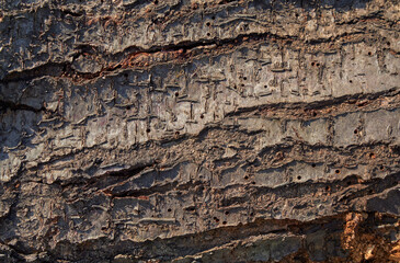 Close-up textured surface of tree bark.