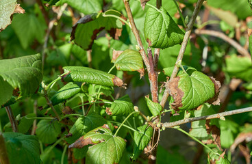 Twisted from parasites green leaves in garden.