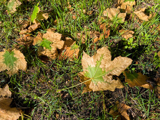 Fallen leaves on grass in autumn.