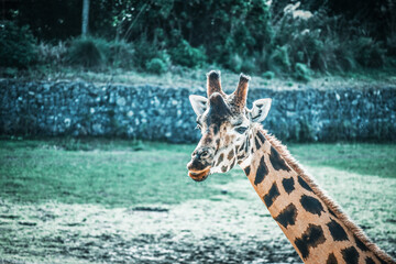 giraffe