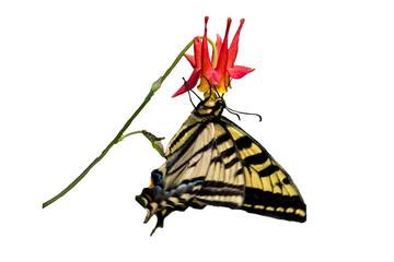 Western Tiger Swallowtail Butterfly (Papilio rutulus) Photo, Feeding on a Western Columbine Bloom (Aquilegia formosa) on a Transparent Background - 531325691