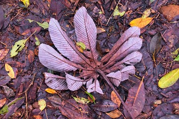 Tropical wild jungle forest plants, macro leaf and foliage close up. Green leaves petals background. Exotic forest plant. Botany concept. Costa Rica. Central Latin America.