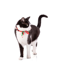 Portrait of a nice black and white cat at Christmas
