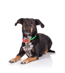 Portrait of a dog tri color with a necklace with a Christmas bow