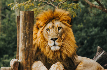 Lion
