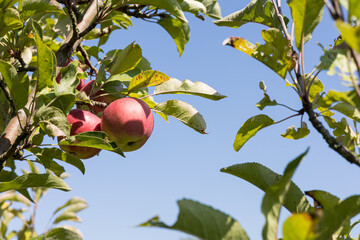 Red apples on a branch, blue sky background. eco-friendly garden.