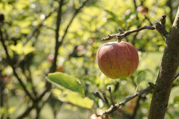 Single fresh apple on a branch.