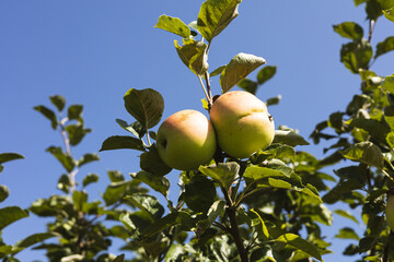 Fresh juicy apples in a garden. Blue sky background.
