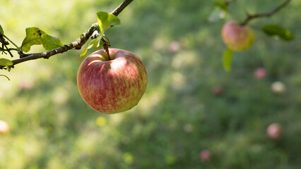 Fresh juicy apple growing in a garden.