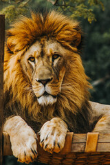 Lion