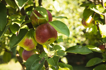 Apples on a branch. eco-friendly garden.