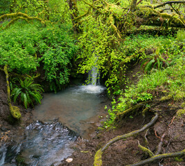 Oregon's Shades of Green - Small, un-named waterfall along Jackson Creek during spring in the...