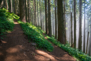 Fog and trees in the forest of the Oregon Coast