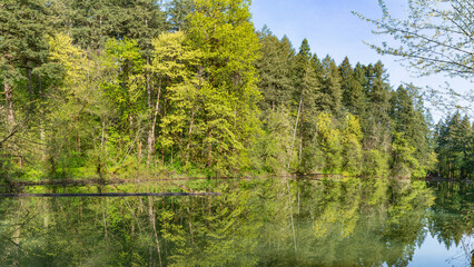 Fototapeta premium Spring Leaf Reflections - Cronemiller Lake at Peavy Arboretum. Corvallis, Oregon