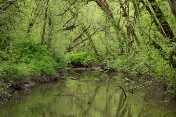 Ash along a creek