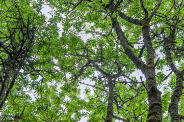 Canopy of an Ash swale in western Oregon.