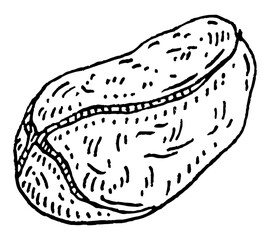 Dried kola nuts without shell. Vector engraving black vintage