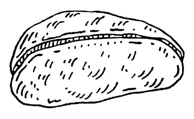 Dried kola nuts without shell. Vector engraving black vintage